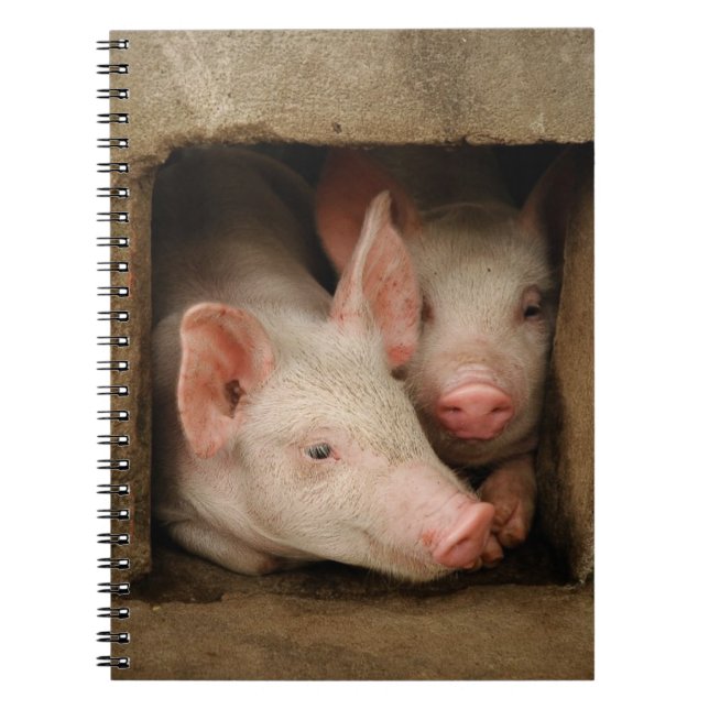 Curious Piglets Spiral Notebook (Front)