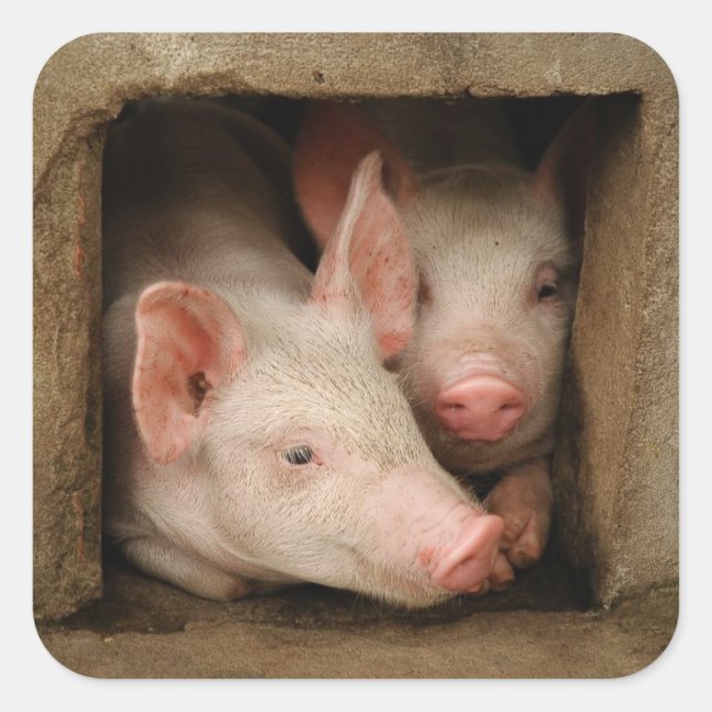 Curious Piglets Square Sticker (Front)
