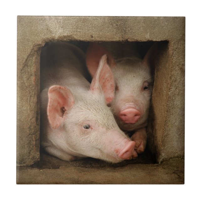 Curious Piglets Tile (Front)