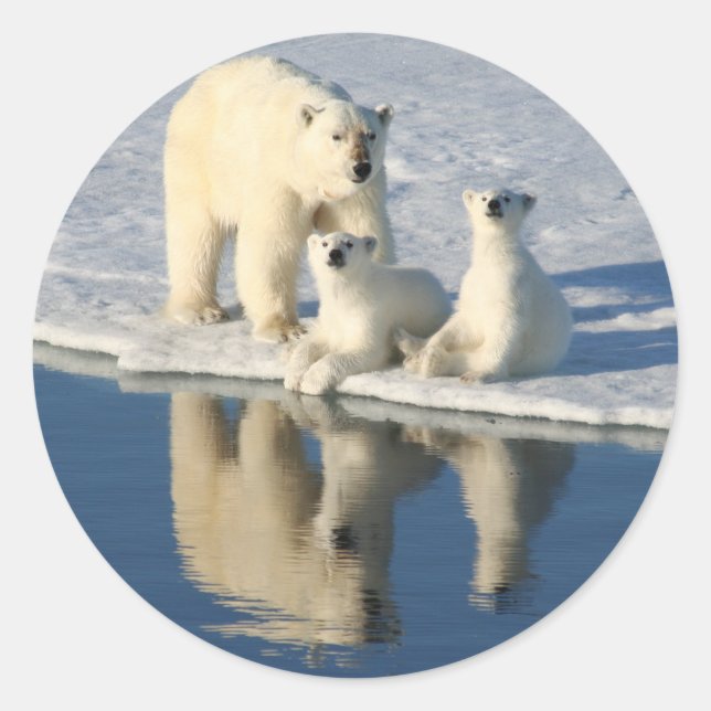 Curious Polar Bear Family Classic Round Sticker (Front)