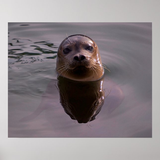 Curious Poster (Front)