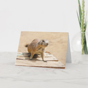 Curious Prairie Dog Card