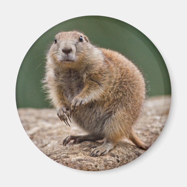 Curious Prairie Dog Magnet (Front)