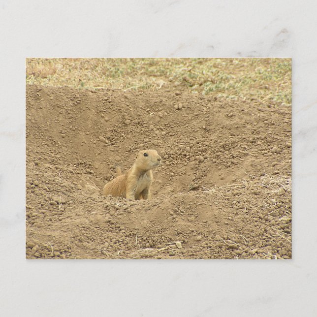 Curious Prairie Dog Postcard (Front)