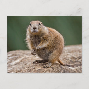Curious Prairie Dog Postcard