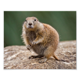 Curious Prairie Dog Print