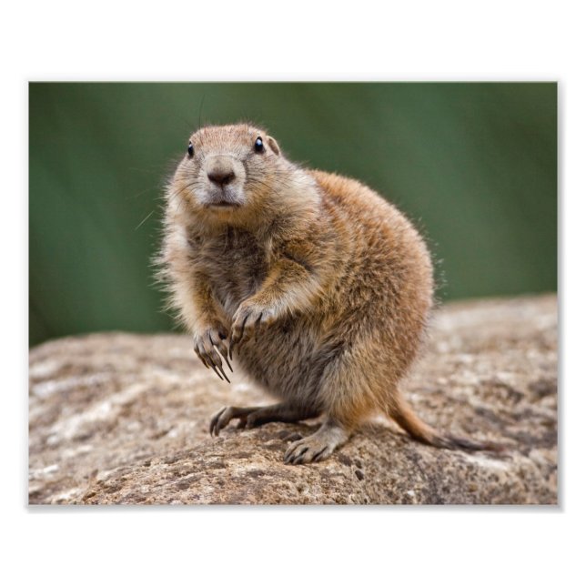 Curious Prairie Dog Print (Front)