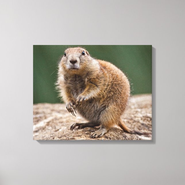 Curious Prairie Dog Wrapped Canvas Print (Front)