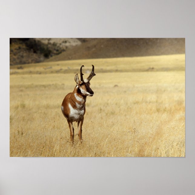 Curious Pronghorn Antelope  Print (Front)