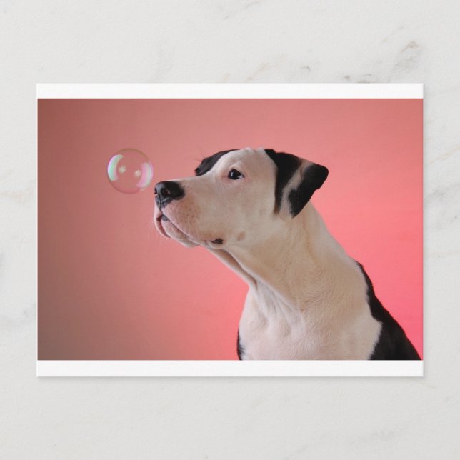 Curious pup postcard (Front)