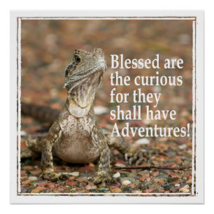 Curious Quote Poster