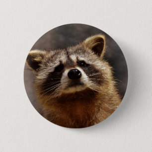 Curious Racoon 6 Cm Round Badge