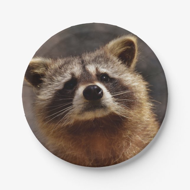 Curious Racoon Paper Plate (Front)