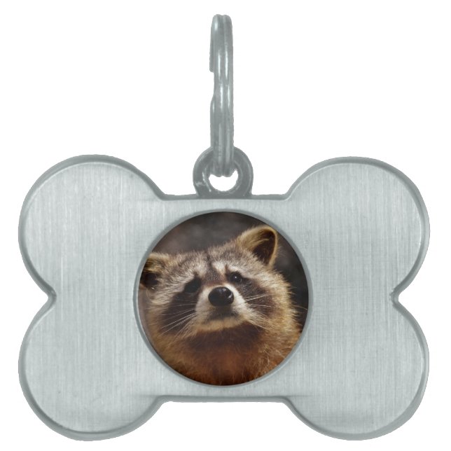 Curious Racoon Pet Name Tag (Front)