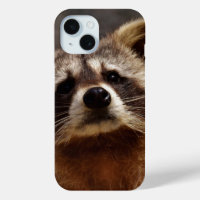Curious Racoon Photo