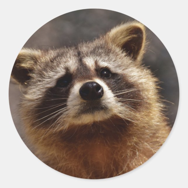 Curious Racoon Photo Classic Round Sticker (Front)