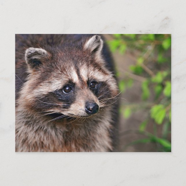 Curious Racoon Postcard (Front)