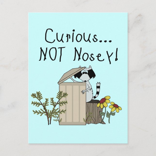 Curious Racoon Postcard (Front)