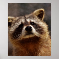 Curious Racoon