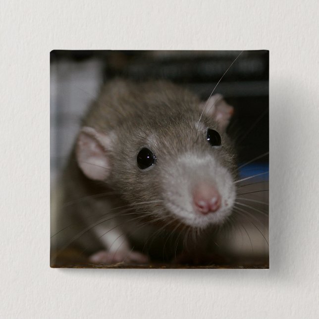 Curious Rat 15 Cm Square Badge (Front)
