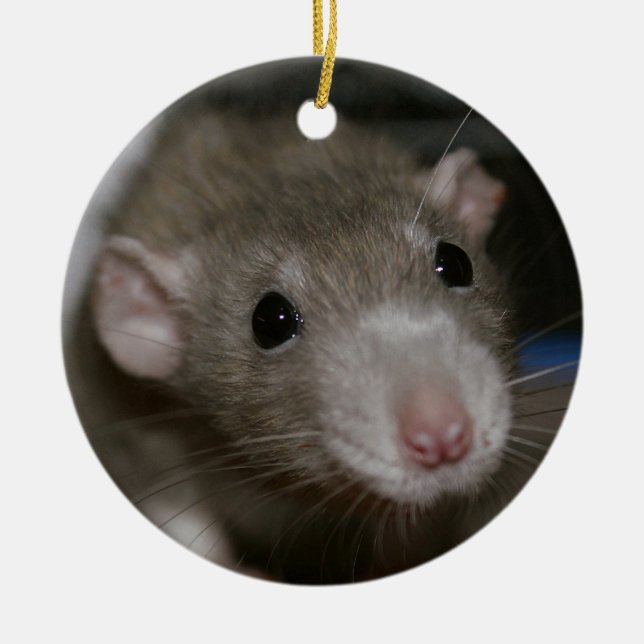Curious Rat Ceramic Tree Decoration (Front)