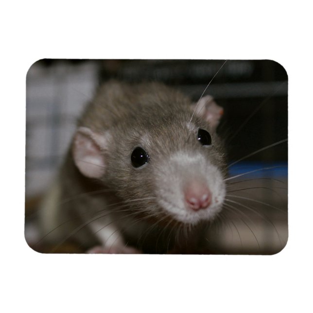 Curious Rat Magnet (Horizontal)