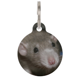 Curious Rat Pet Tag