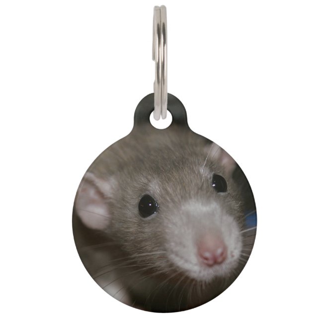 Curious Rat Pet Tag (Front)