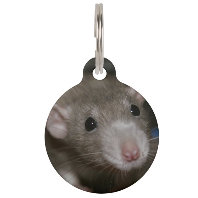 Curious Rat Pet Tag (Front)