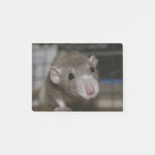 Curious Rat Post-it Notes