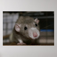 Curious Rat
