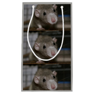 Curious Rat Small Gift Bag