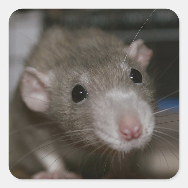 Curious Rat Square Sticker (Front)