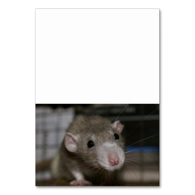Curious Rat Table Number (Front)