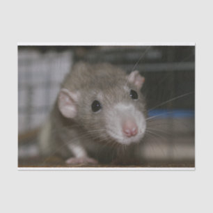 Curious Rat Tissue Paper