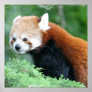 Curious Red Panda Poster