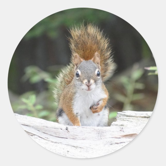 Curious Red Squirrel Round Sticker (Front)