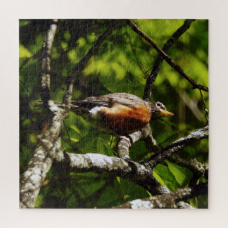 Curious Robin Jigsaw Puzzle