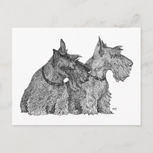 Curious Scottish Terriers Pen & Ink Sketch Postcard