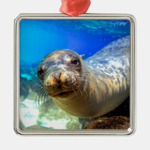 Curious sea lion underwater Galapagos paradise Metal Tree Decoration