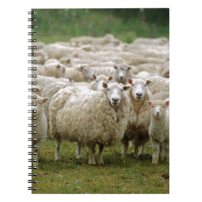 Curious Sheep Spiral Notebook (Front)