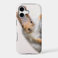 Curious squirrel