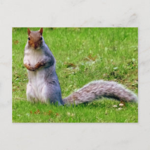 Curious Squirrel Postcard