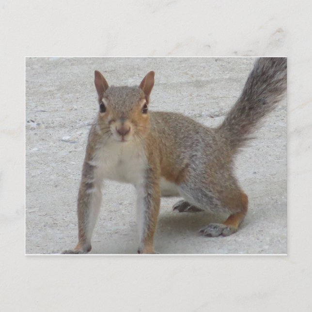 Curious Squirrel Postcard (Front)