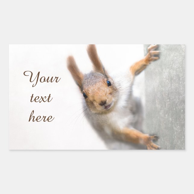 Curious squirrel rectangular sticker (Front)