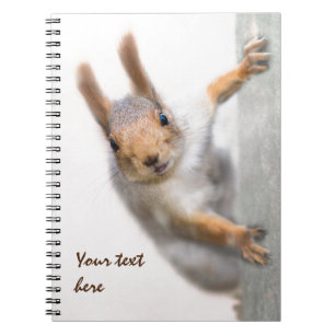 Curious squirrel spiral notebook