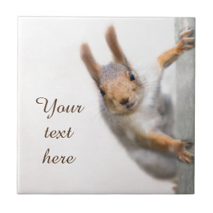 Curious squirrel tile