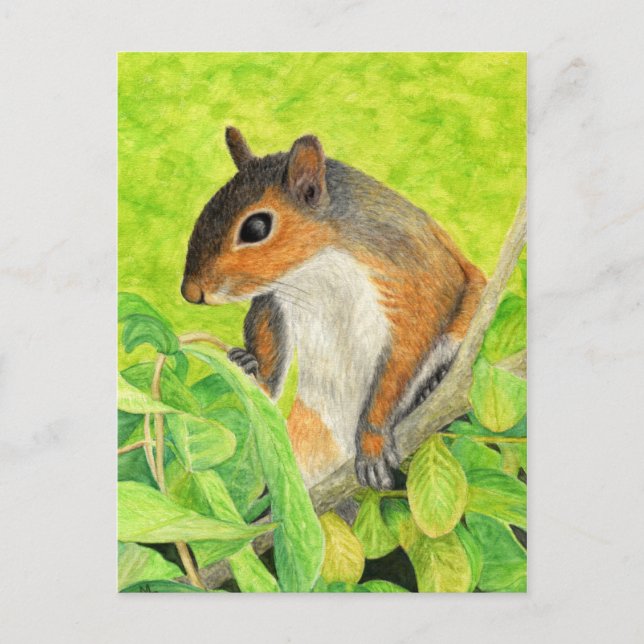 Curious Squirrel - Wildlife Art Postcard (Front)