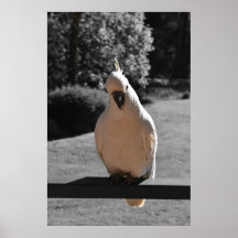 Curious Sulphur-Crested Cockatoo Poster
