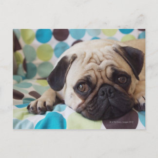curious young pet postcard